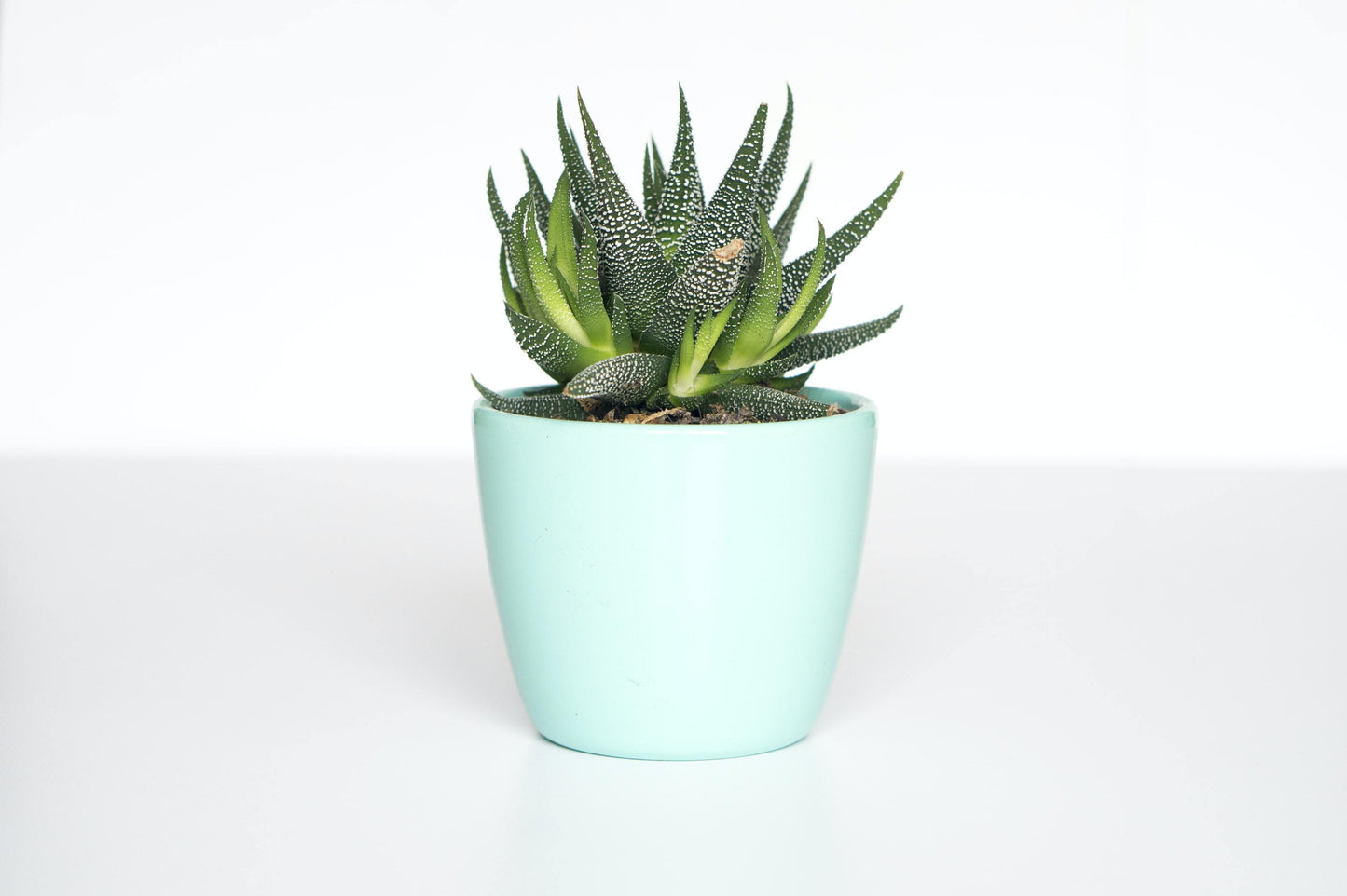 Green succulent